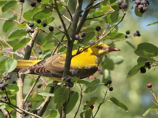 чем питается иволга