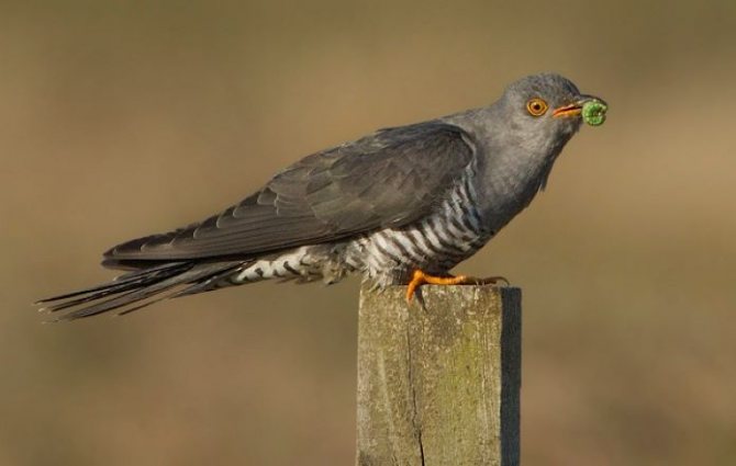 Что ест кукушка