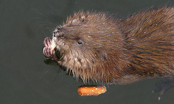 Чем питается ондатра в озере