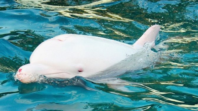 Чем питаются белые дельфины, как размноаются