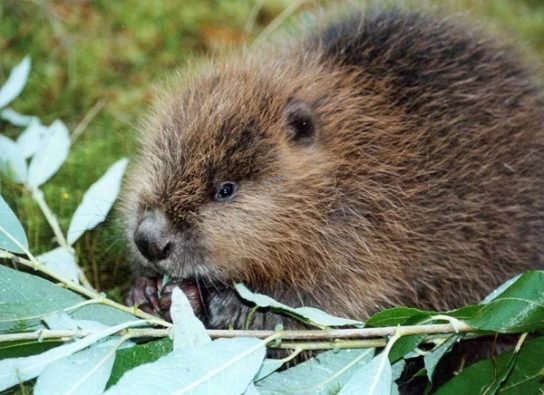 что едят бобры