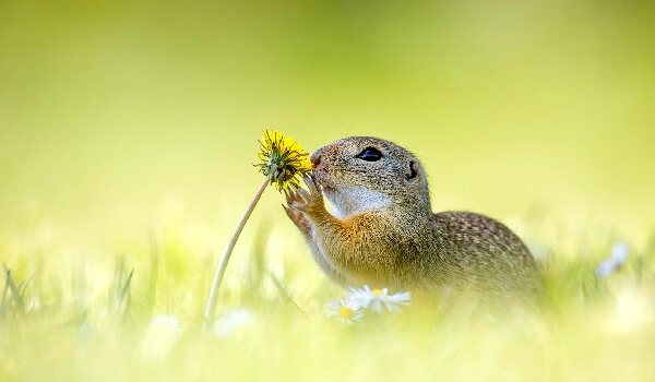 Что едят суслики