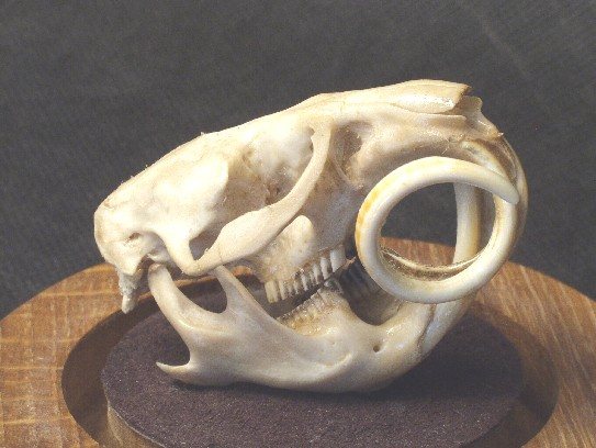 Как выглядит ондатра: описание животного и ареал обитания