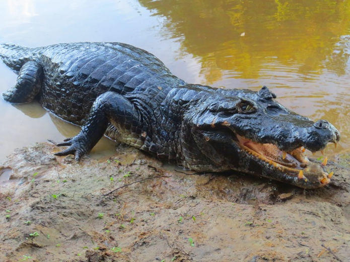 Черный кайман