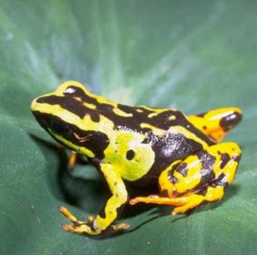 Животные Мадагаскара