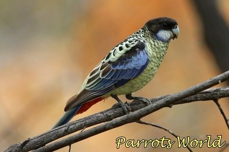 Черноголовая розелла