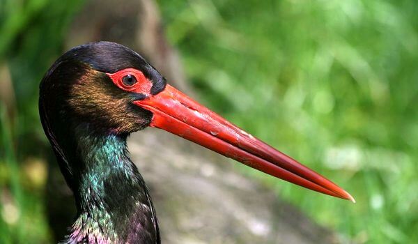 Черный аист описание птицы, особенности, виды, среда обитания