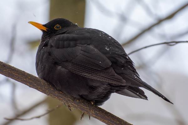 Дрозд рябинник