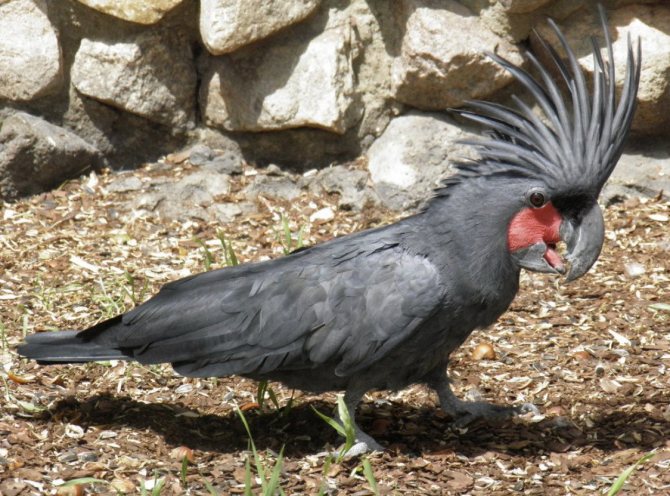 черный какаду