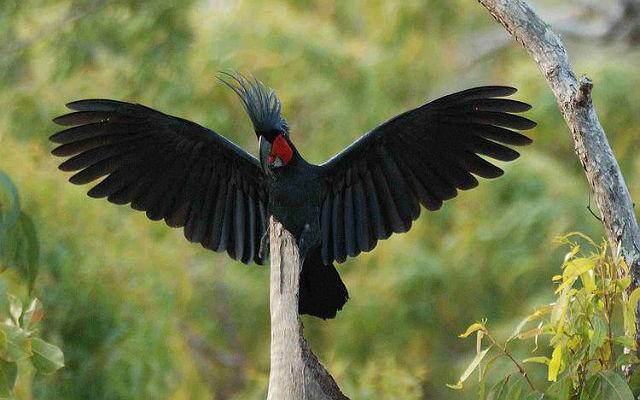 Черный какаду (пальмовый попугай): описание, образ жизни, содержание