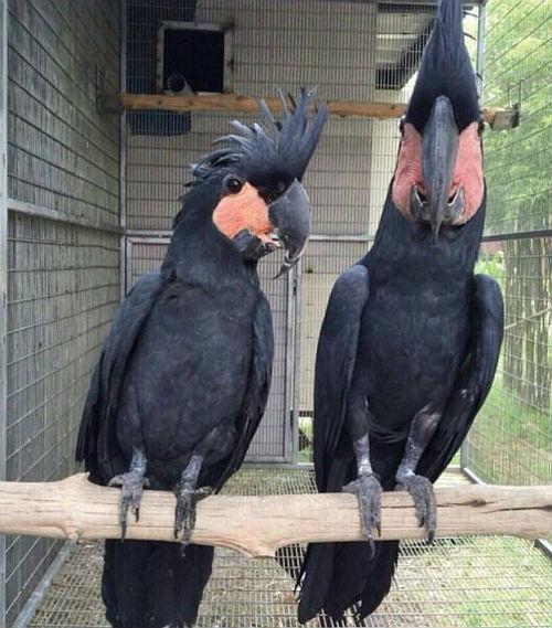 Черный какаду (пальмовый попугай): описание, образ жизни, содержание