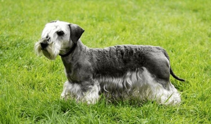 Описание породы Чешский терьер