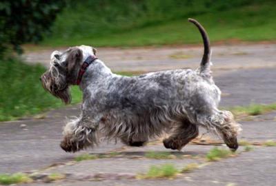 Описание породы Чешский терьер