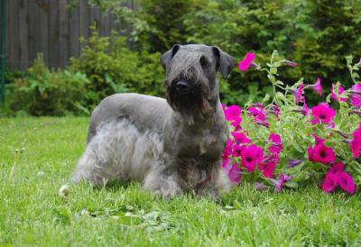 Описание породы Чешский терьер