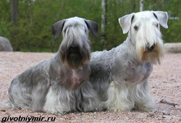 Описание породы Чешский терьер