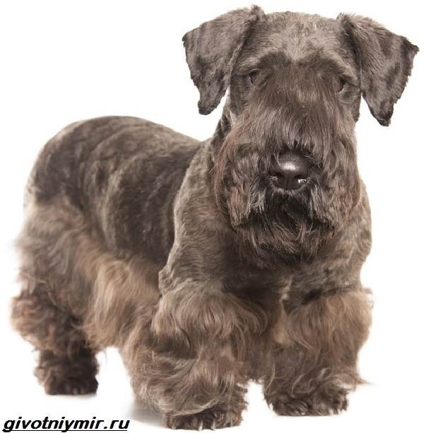 Описание породы Чешский терьер