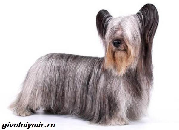 Описание породы Чешский терьер