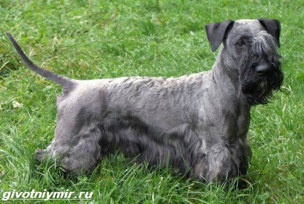 Описание породы Чешский терьер