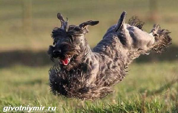 Описание породы Чешский терьер