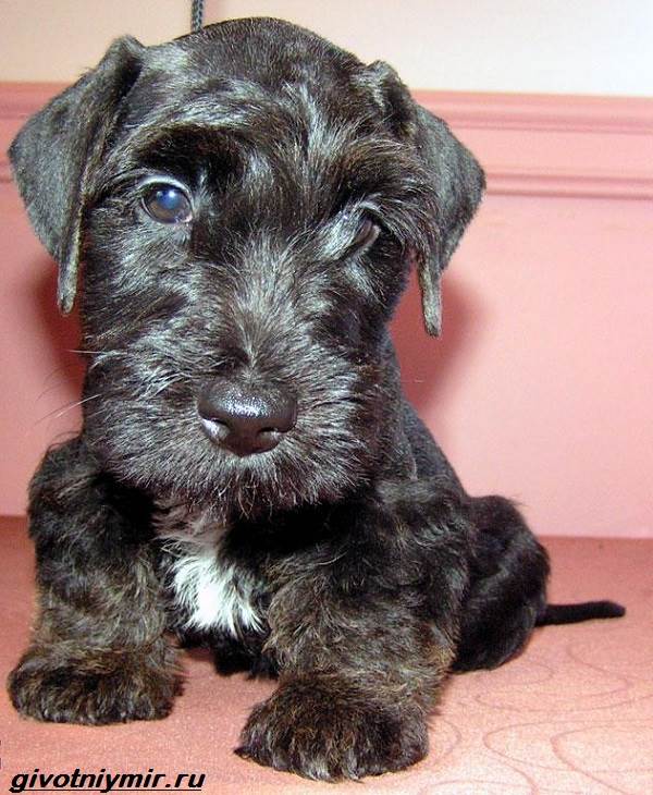 Описание породы Чешский терьер