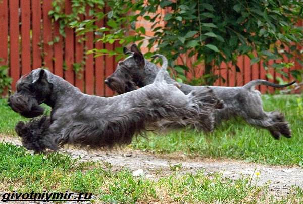 Описание породы Чешский терьер