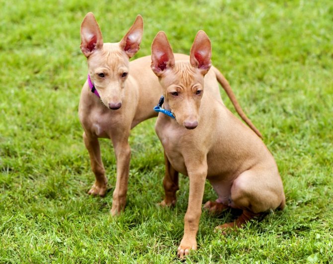 Характеристика собак Чирнеко дель Этна: особенности сицилийской борзой породы