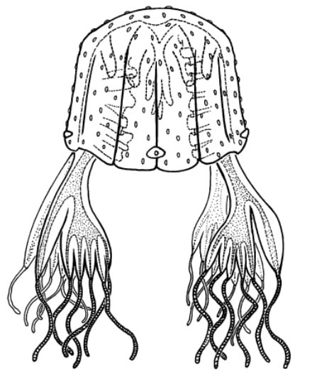 Chiropsalmus quadrumanus, рисунок