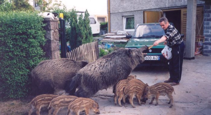 Мужчина кормит стадо, вошедшее в жилой район