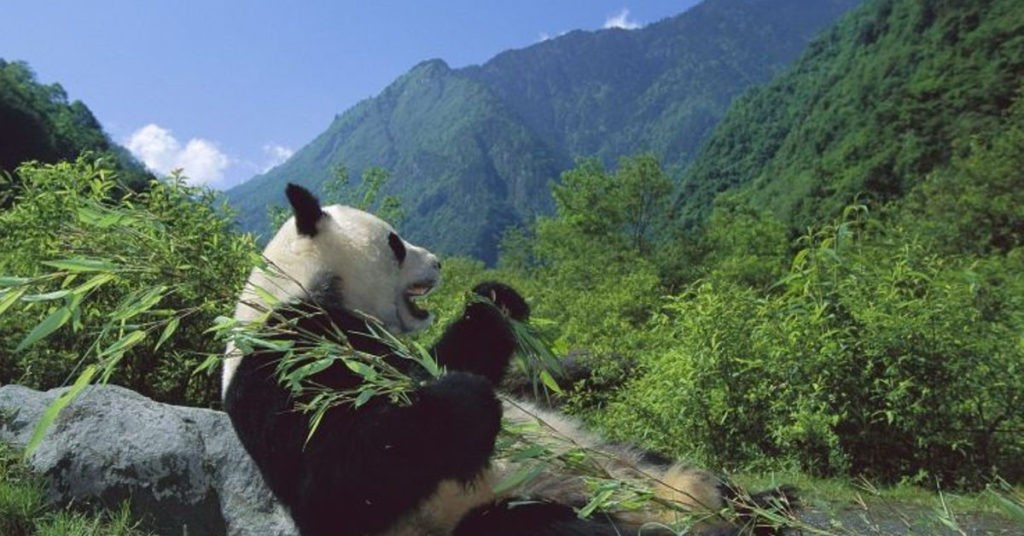 Чем питается панда?