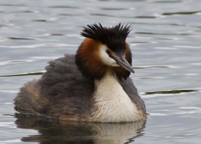 Дайвер с большой птицей