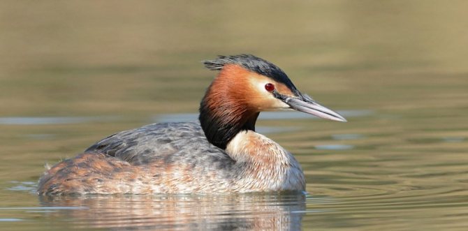 Дайвер с большой птицей