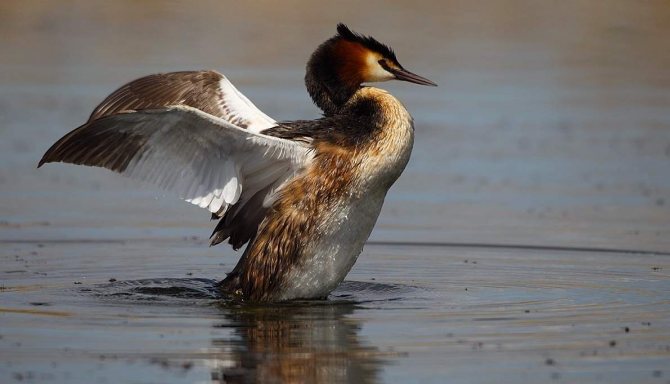Чомга: описание, особенности, виды, образ жизни и среда обитания чомги