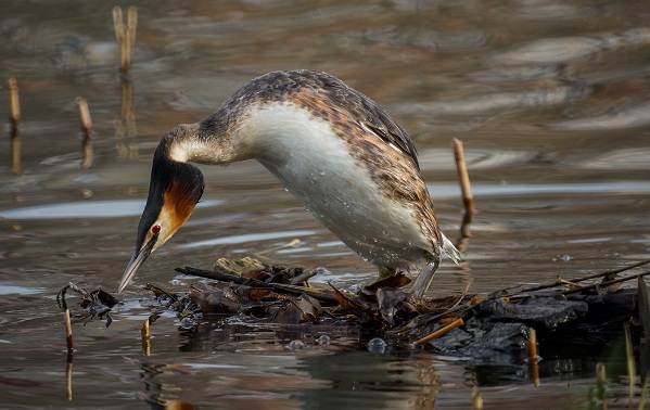 Поганка-птица-Описание-особенности-вид-образ жизни-и-среда обитания-поганка-11