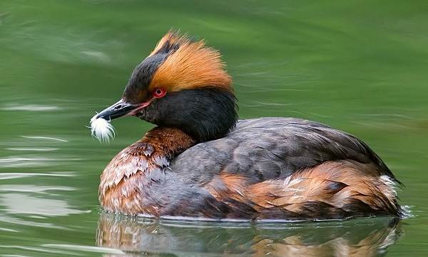 Поганка-птица-Описание-особенности-вид-образ жизни-и-среда обитания-поганка-4