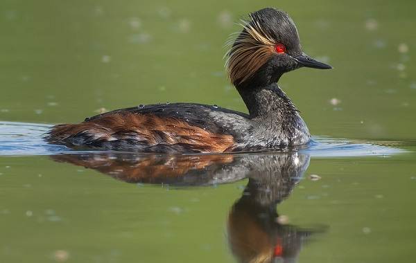 Поганка-птица-описание-особенности-вид-образ жизни-и-среда обитания-поганка-5