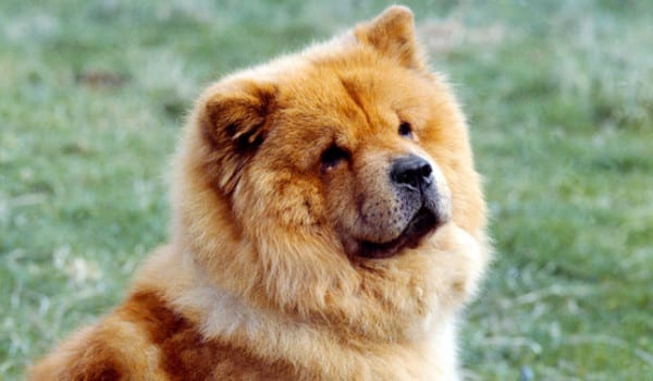 Чау чау: описание, характер и особенности породы