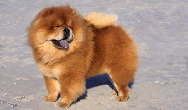 Чау чау: описание, характер и особенности породы