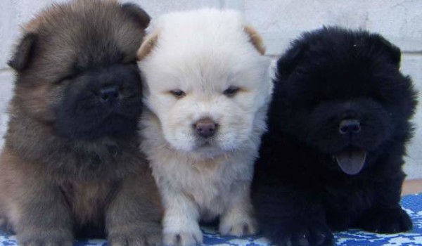 Чау чау: описание, характер и особенности породы