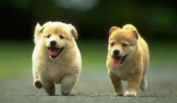 картинка щенков