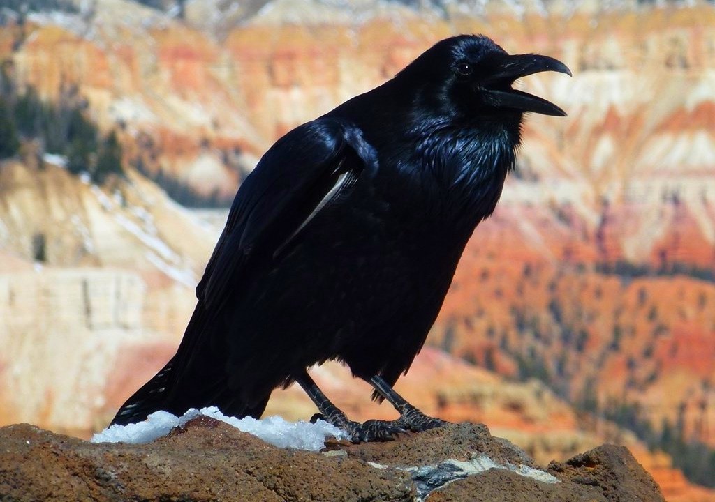Черная ворона