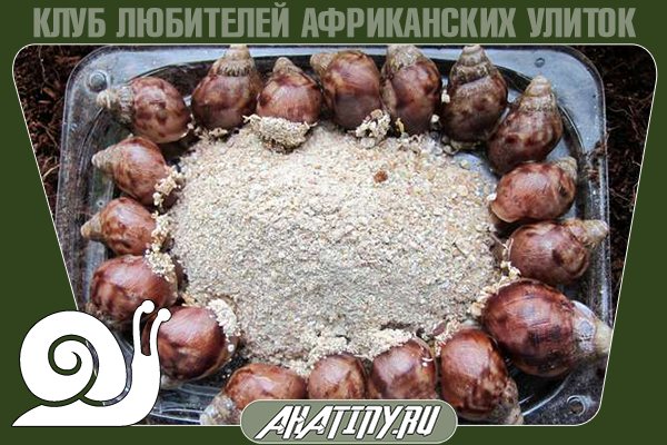 Что будет с улиткой, если кормить ее гаммарусом