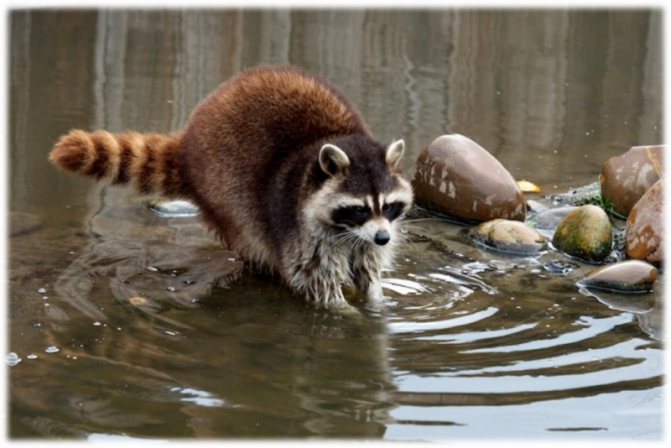 Где обитает енот