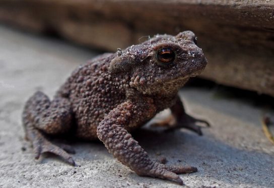 Чем питается обыкновенная жаба