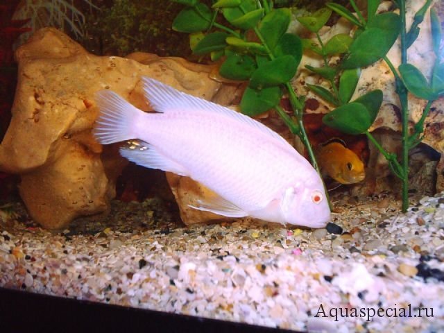 Цихлазома чернополосая альбинос фото