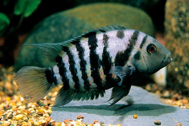 цихлазома чернополосая