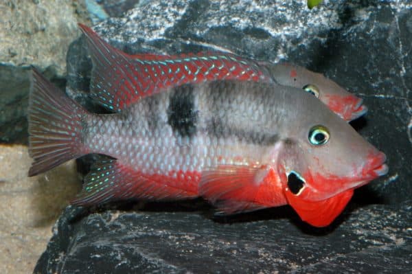 Цихлазома Меека читайте статью