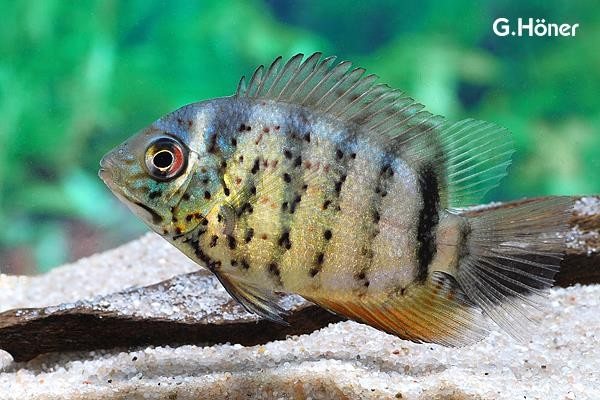 Цихлазома Северум (Heros efasciatus) подросток.