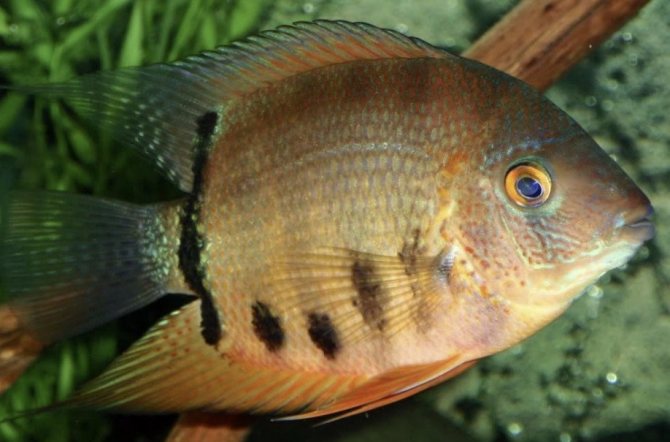 Цихлазома северум