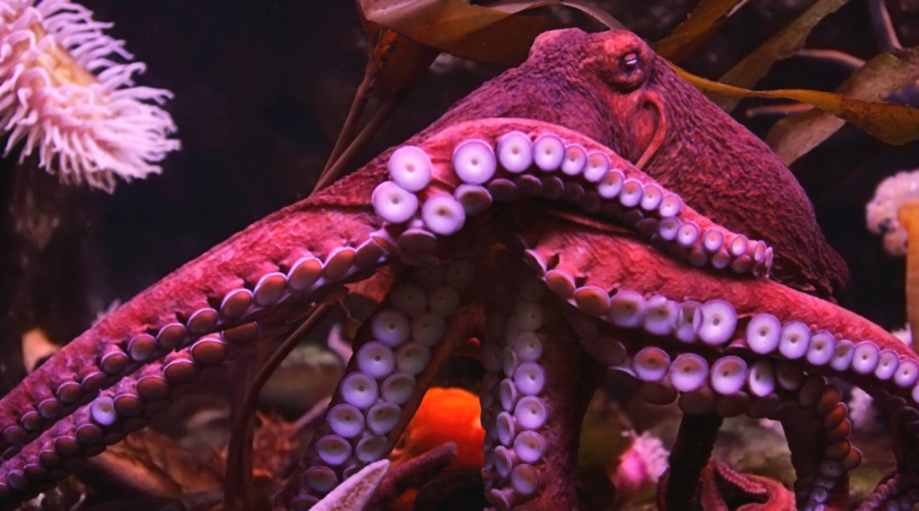 Осьминоги могут менять окрас