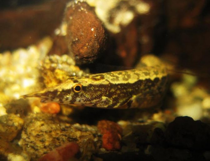 Глазчатый макрогнатус: как содержать в аквариуме